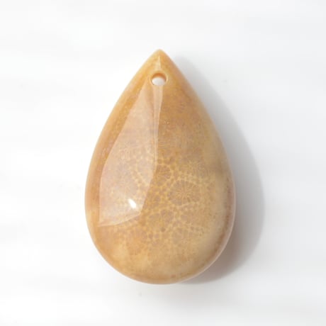 フォッシルコーラル Fossil Coral N052