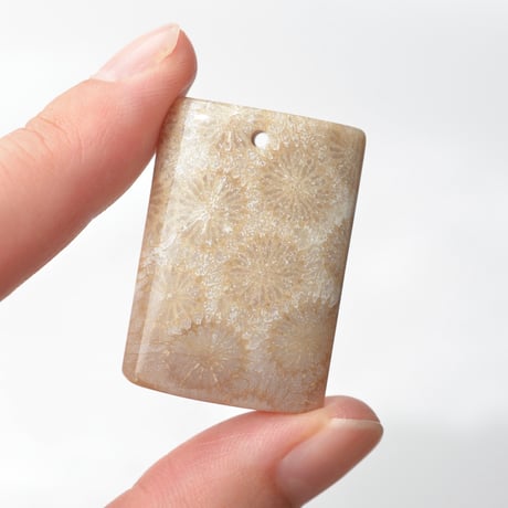 フォッシルコーラル Fossil Coral N054