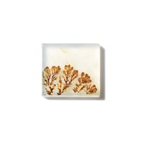 デンドリティックアゲート Dendritic Agate 102