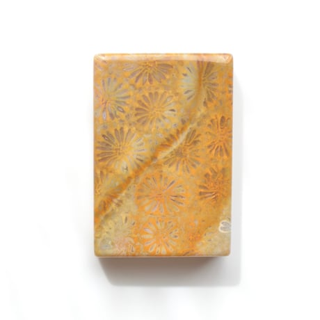 フォッシルコーラル Fossil Coral N025