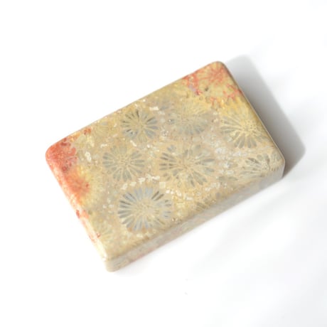 フォッシルコーラル Fossil Coral N026
