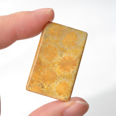 フォッシルコーラル Fossil Coral N029