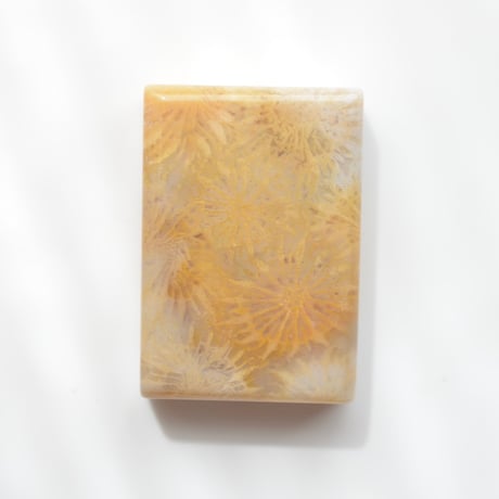フォッシルコーラル Fossil Coral N039
