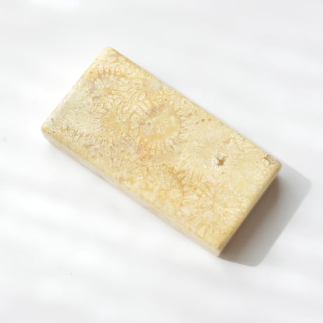 フォッシルコーラル Fossil Coral N018