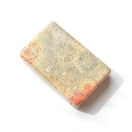 フォッシルコーラル Fossil Coral N026