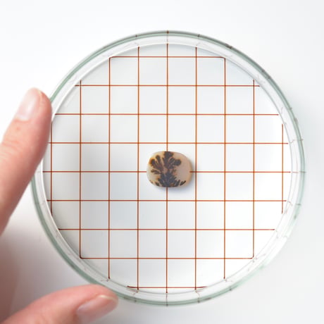 デンドリティックアゲート Dendritic Agate N055