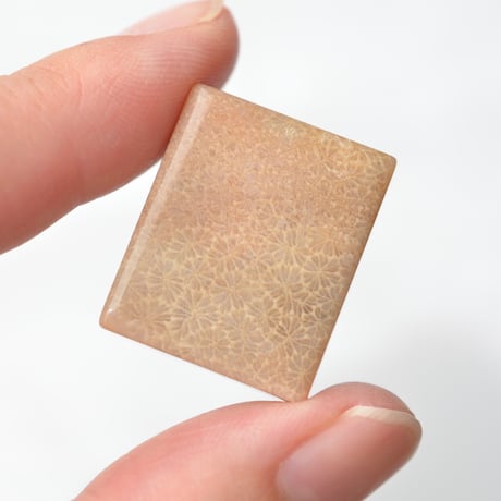 フォッシルコーラル Fossil Coral N038