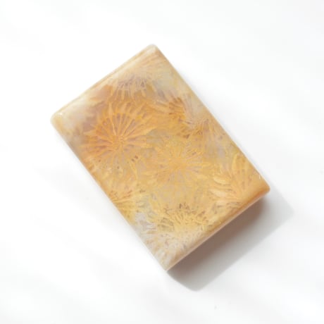 フォッシルコーラル Fossil Coral N039