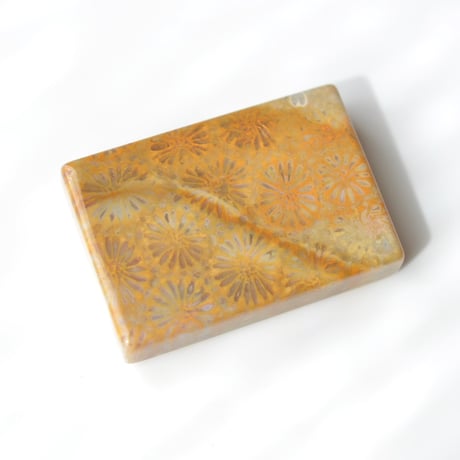 フォッシルコーラル Fossil Coral N025