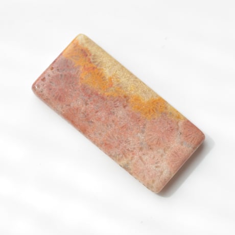 フォッシルコーラル Fossil Coral N036