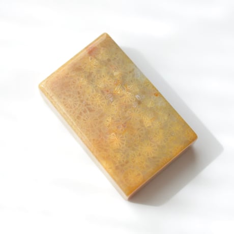 フォッシルコーラル Fossil Coral N019