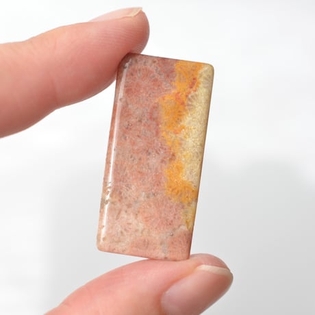 フォッシルコーラル Fossil Coral N036