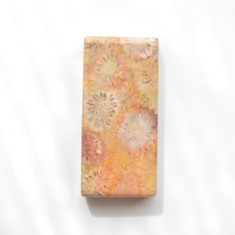 フォッシルコーラル Fossil Coral N021