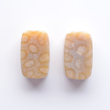 フォッシルコーラル・ペア Fossil Coral N014
