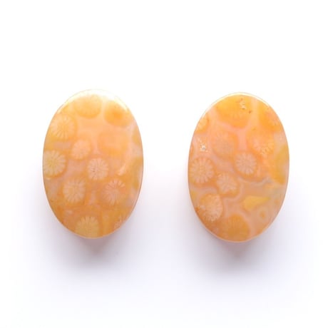 フォッシルコーラル・ペア Fossil Coral N013