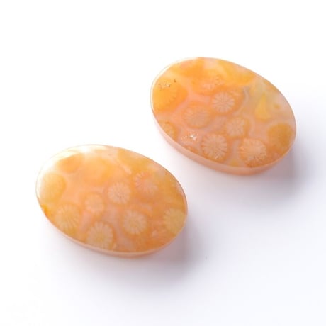 フォッシルコーラル・ペア Fossil Coral N013