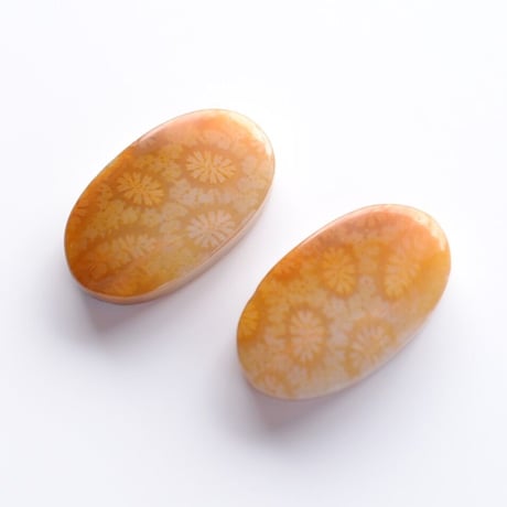 フォッシルコーラル・ペア Fossil Coral N012