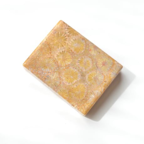 フォッシルコーラル Fossil Coral N024