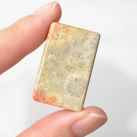フォッシルコーラル Fossil Coral N026