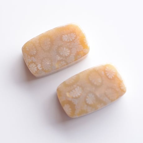 フォッシルコーラル・ペア Fossil Coral N014