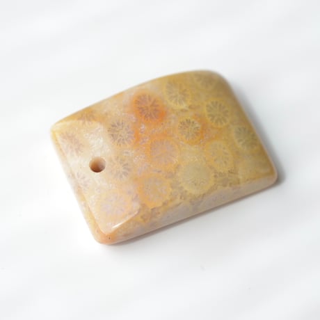 フォッシルコーラル Fossil Coral N057