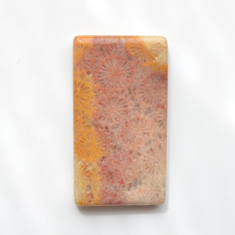 フォッシルコーラル Fossil Coral N034