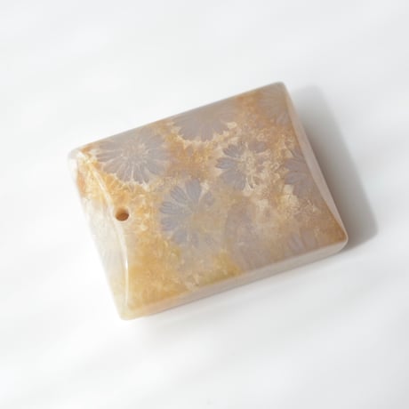 フォッシルコーラル Fossil Coral N055