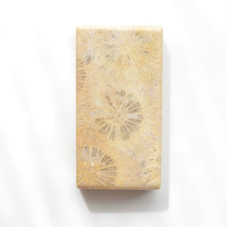 フォッシルコーラル Fossil Coral N027
