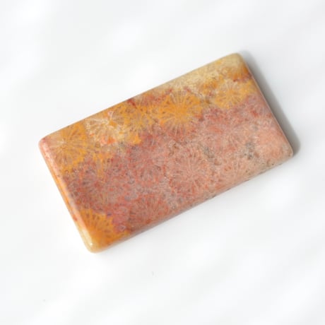 フォッシルコーラル Fossil Coral N034