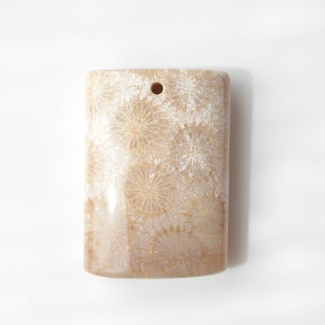 フォッシルコーラル Fossil Coral N054