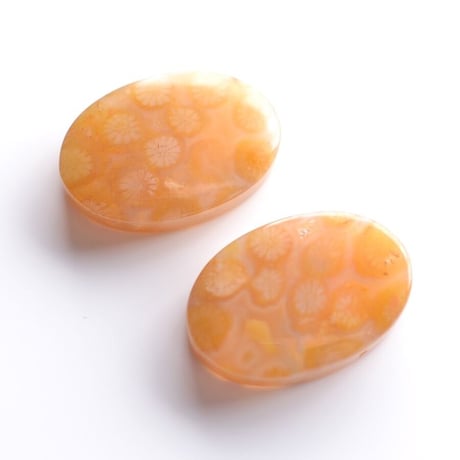 フォッシルコーラル・ペア Fossil Coral N013