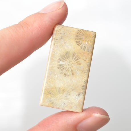 フォッシルコーラル Fossil Coral N027