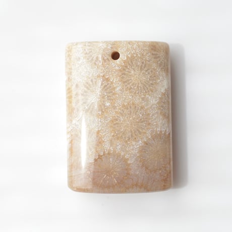 フォッシルコーラル Fossil Coral N054