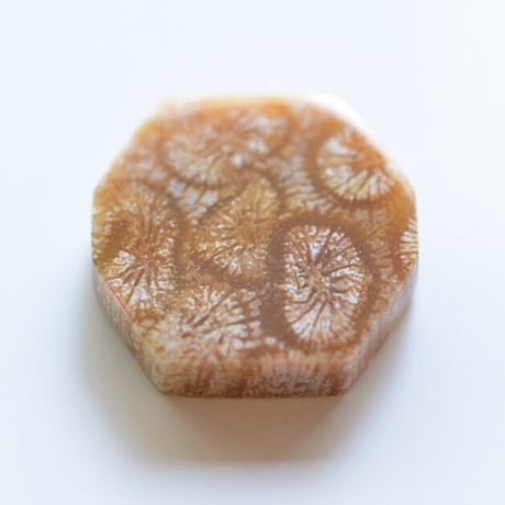 フォッシルコーラル Fossil Coral N015