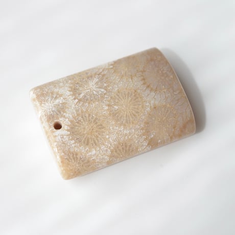 フォッシルコーラル Fossil Coral N054