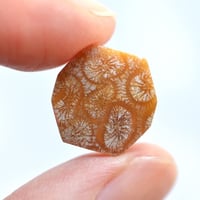 フォッシルコーラル Fossil Coral N015