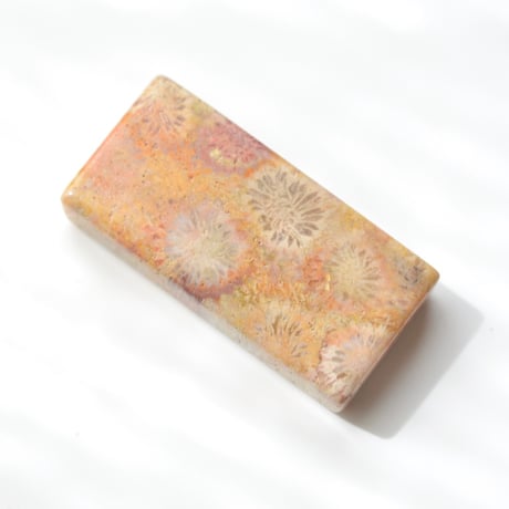 フォッシルコーラル Fossil Coral N021