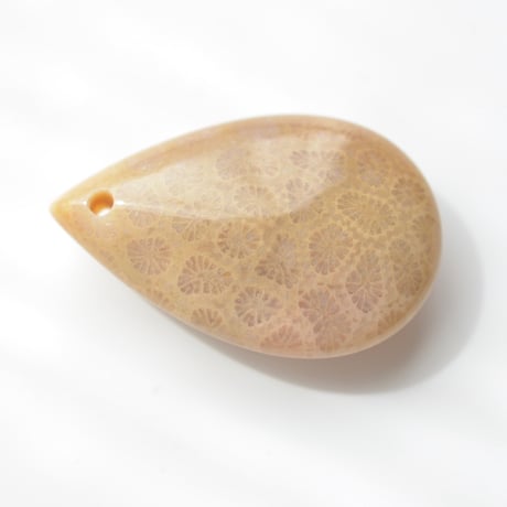 フォッシルコーラル Fossil Coral N052