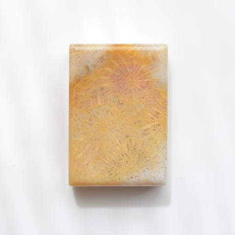 フォッシルコーラル Fossil Coral N039