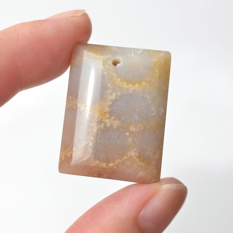 フォッシルコーラル Fossil Coral N055