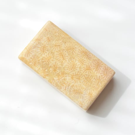 フォッシルコーラル Fossil Coral N023