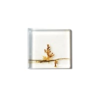 デンドリティックアゲート Dendritic Agate 096