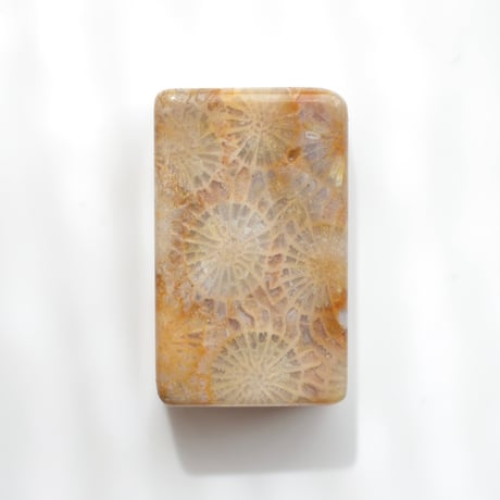 フォッシルコーラル Fossil Coral N033