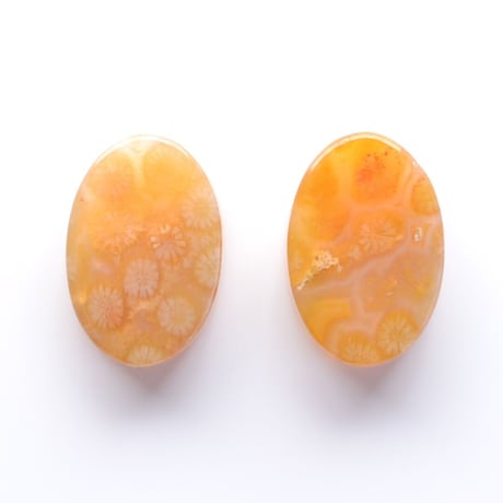 フォッシルコーラル・ペア Fossil Coral N013