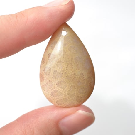 フォッシルコーラル Fossil Coral N052