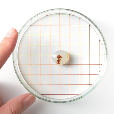 デンドリティックアゲート Dendritic Agate N106