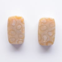 フォッシルコーラル・ペア Fossil Coral N014