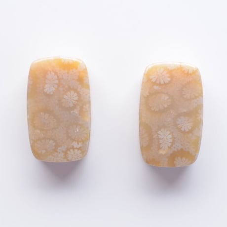 フォッシルコーラル・ペア Fossil Coral N014