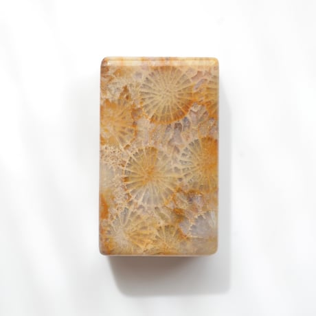 フォッシルコーラル Fossil Coral N033