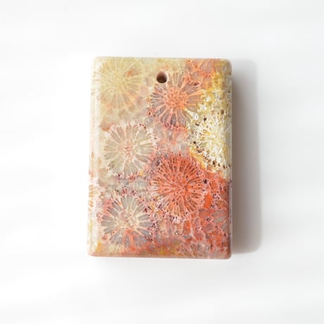 フォッシルコーラル Fossil Coral N051